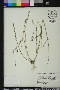 Polygala boykinii image