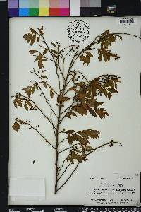 Vaccinium fuscatum image