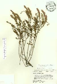 Stachydeoma graveolens image