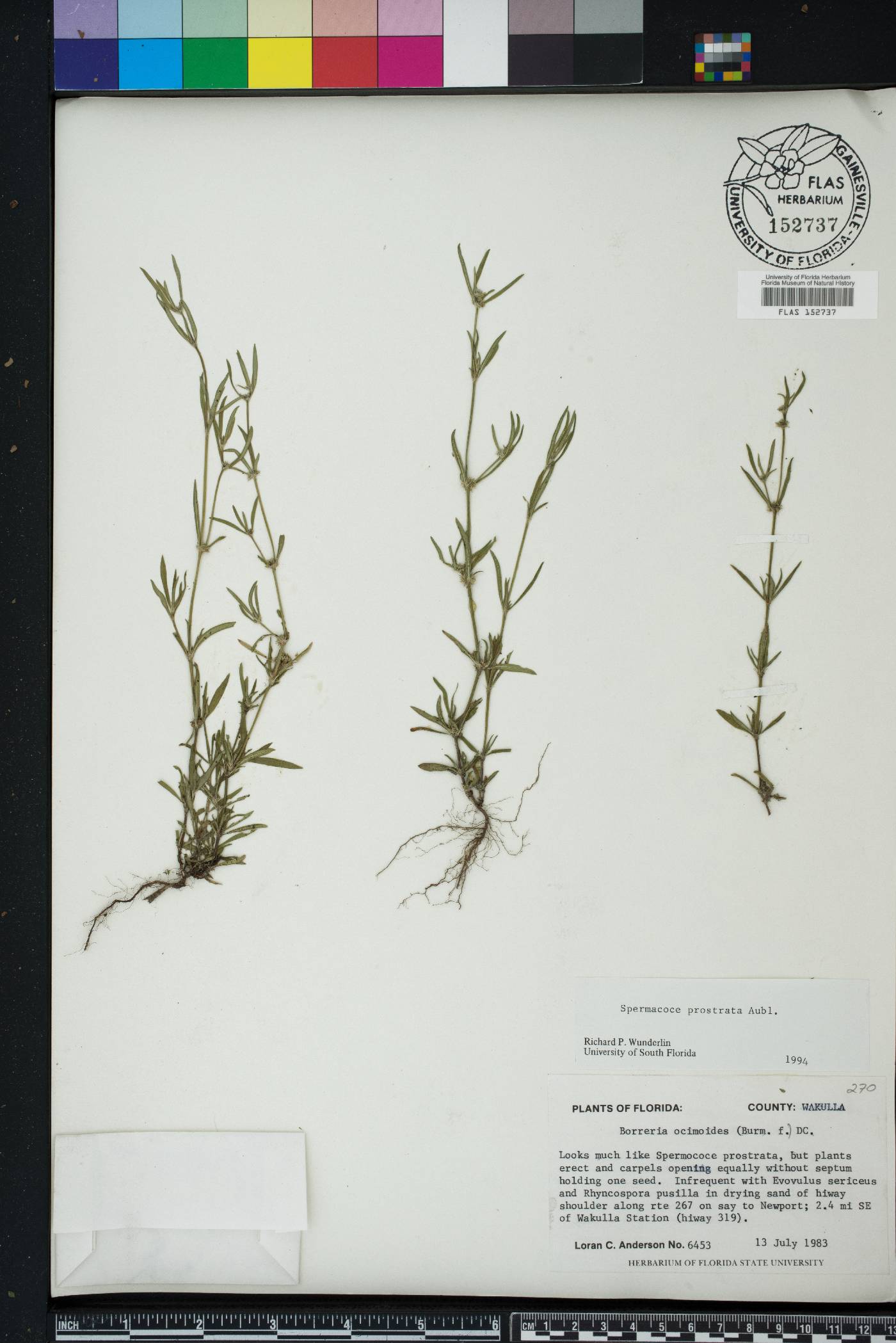 Spermacoce prostrata image