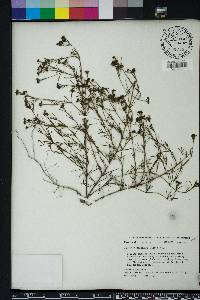 Stenaria nigricans image