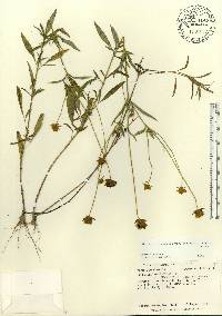 Coreopsis pubescens image