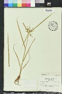 Cyperus iria image