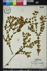 Hypericum tetrapetalum image