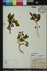 Physalis walteri image