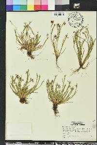 Sisyrinchium rosulatum image