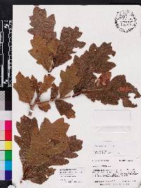 Quercus austrina image