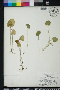 Centella asiatica image