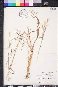 Andropogon ternarius image