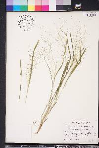 Eragrostis capillaris image