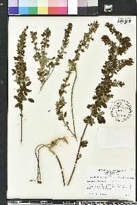 Lespedeza intermedia image