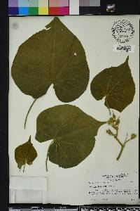 Abutilon theophrasti image