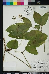 Aralia nudicaulis image