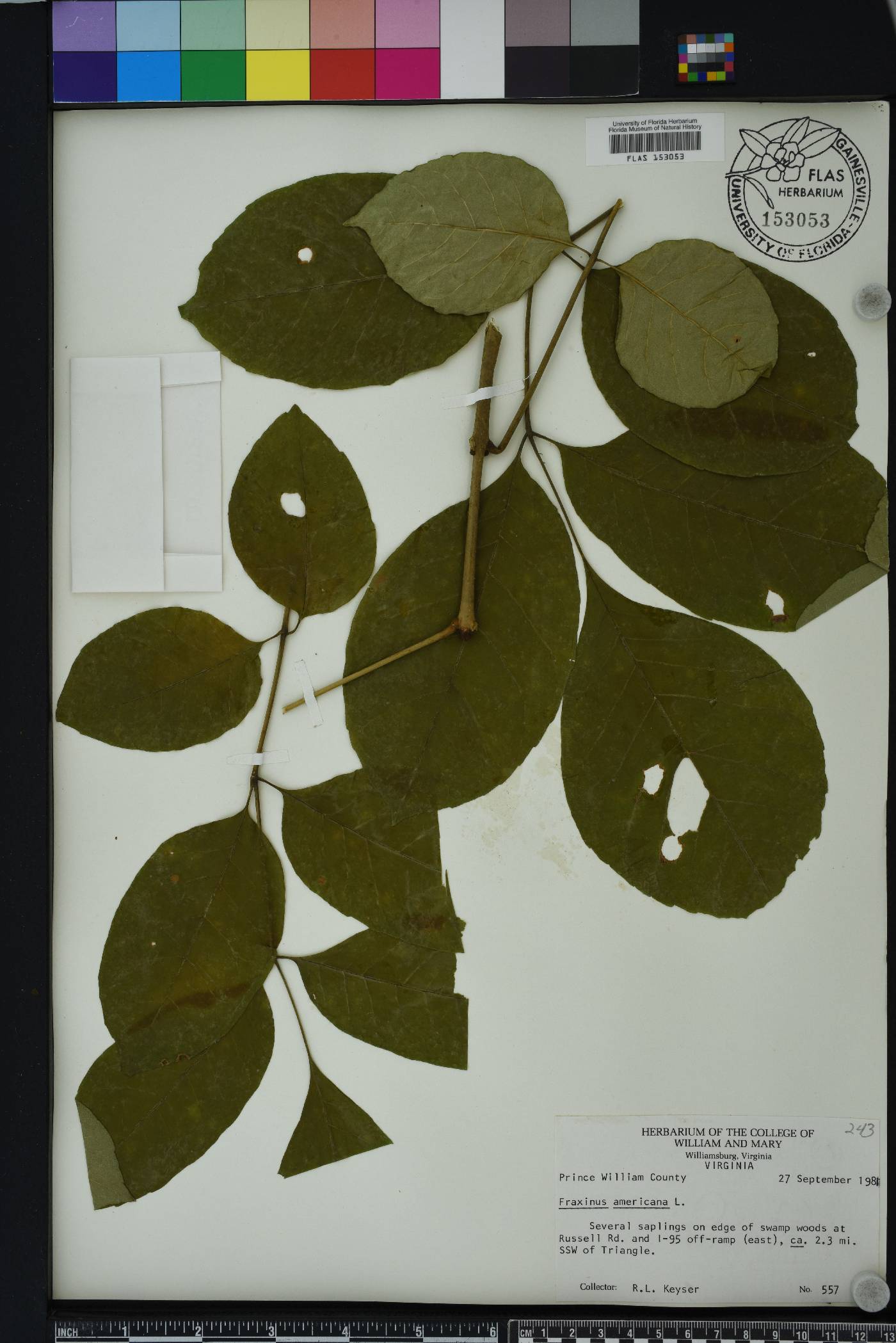 Fraxinus biltmoreana image
