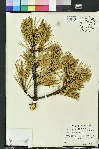 Pinus pungens image