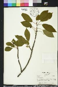 Prunus avium image