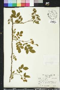 Rosa multiflora image