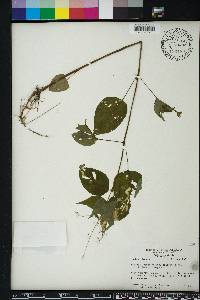 Circaea canadensis image