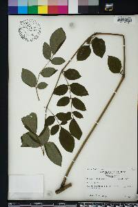 Aralia spinosa image