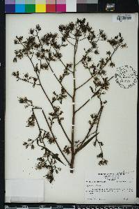 Lactuca floridana image