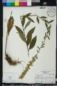 Solidago erecta image