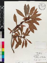 Myrica cerifera image