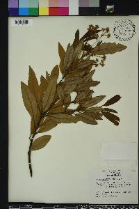 Persea palustris image