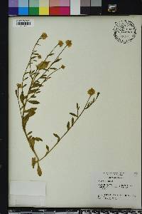 Polygala lutea image