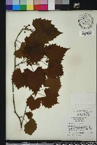 Vitis rotundifolia image