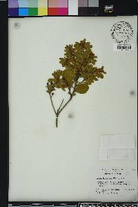 Lyonia ferruginea image