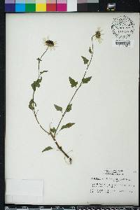 Helianthus debilis image