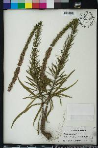 Liatris chapmanii image