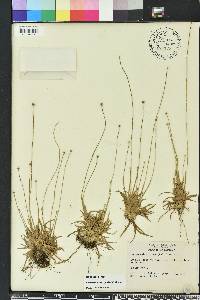 Lachnocaulon anceps image