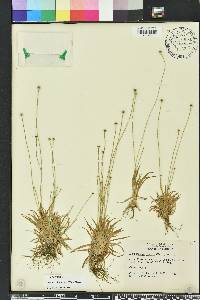 Lachnocaulon anceps image