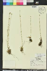 Lachnocaulon anceps image