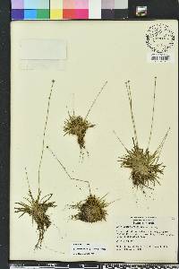 Lachnocaulon anceps image