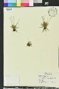 Lachnocaulon minus image
