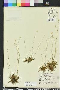 Syngonanthus flavidulus image