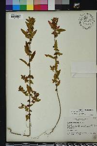 Acalypha gracilens image