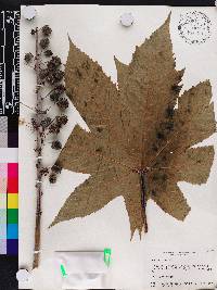 Ricinus communis image