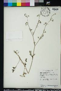 Cyclospermum leptophyllum image