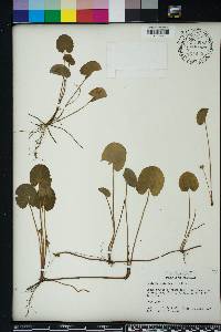 Centella asiatica image