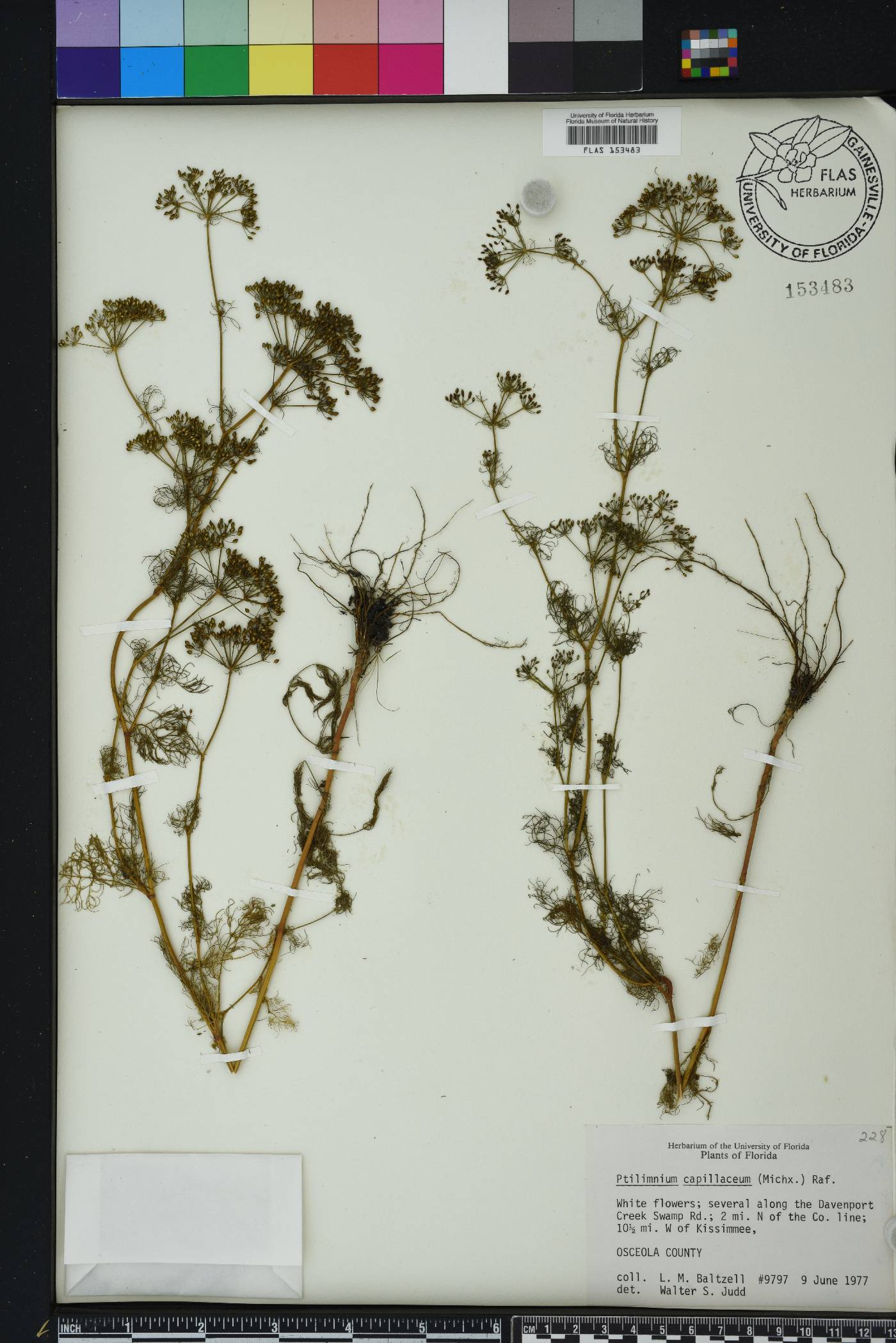 Ptilimnium capillaceum image