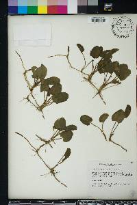 Centella asiatica image