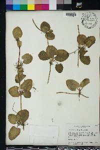 Centella asiatica image