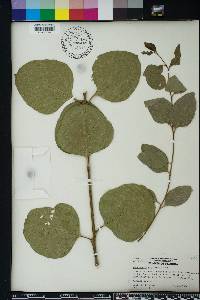 Eucalyptus amplifolia image