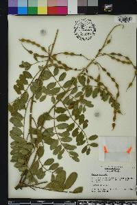 Sophora tomentosa image