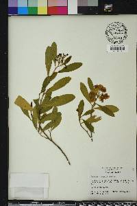 Dodonaea viscosa image