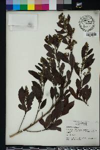 Conocarpus erectus image