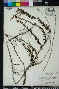 Ludwigia suffruticosa image